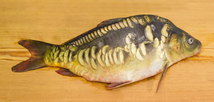 Freshly caught mirror carp on a surface of the wooden planks closeup
