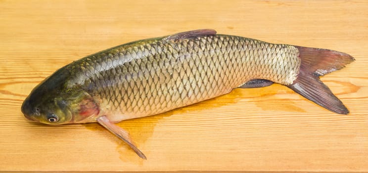 Freshly caught grass carp on a surface of the wooden planks closeup
