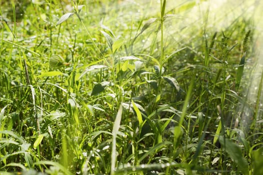 Background of the high grass with drops of dew and sun beams on the sunrise at summer 
