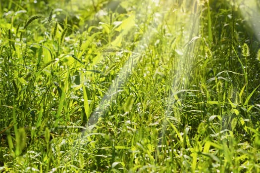 Background of the high grass with drops of dew and sun beams on the sunrise at summer 
