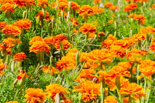 Fragment of the flower bed with flowering French marigold at summer day
