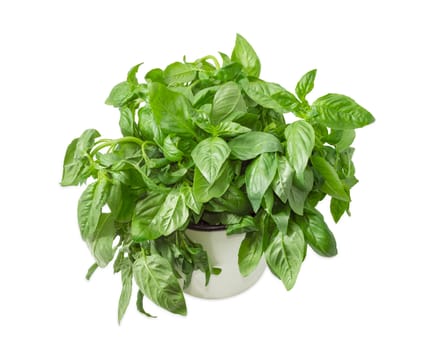 Bunch of the green basil freshly picked out in a white mug closeup on a white background 
