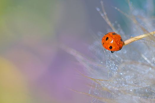 Details of ladybug  on stick and dew drops