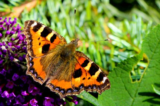 A beautiful small tortoiseshell butterfly sitting peacefully on a flower in the sunshine on a warm sunny day in summer.