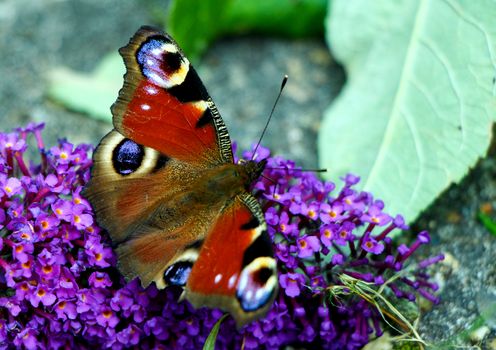 A beautiful peacock butterfly sitting on a purple flower and eating with its antenna on a sunny day in summer.