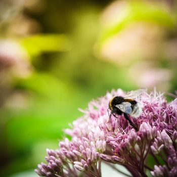 A bumble bee on a flower of pinkflower.