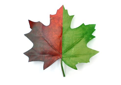 Autumn maple leaf partially green and red over a white background