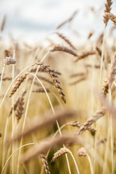 Landscape with the wheat field and the sky on a background