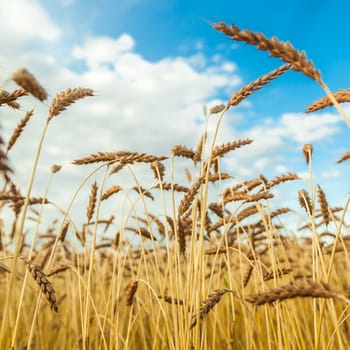 Landscape with the wheat field and the sky on a background