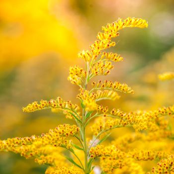 Inflorescences of a yellow field flower of a goldenrod close up