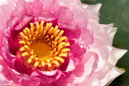 Closeup sweet pink lotus flower on the pond with light of sun