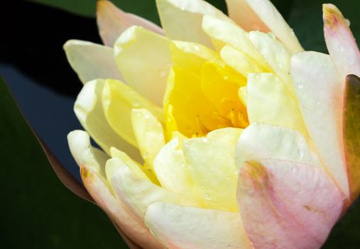 Closeup of beautiful old rose young lotus flower