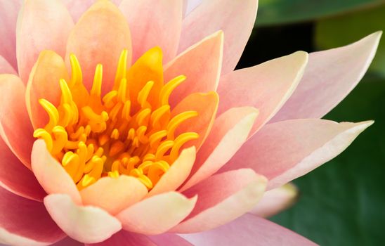 Closeup of beautiful old rose lotus flower