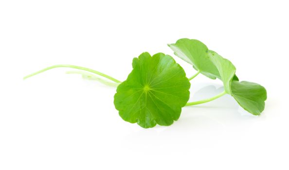 Closeup leaf of Gotu kola, Asiatic pennywort, Indian pennywort on white background, herb and medical concept