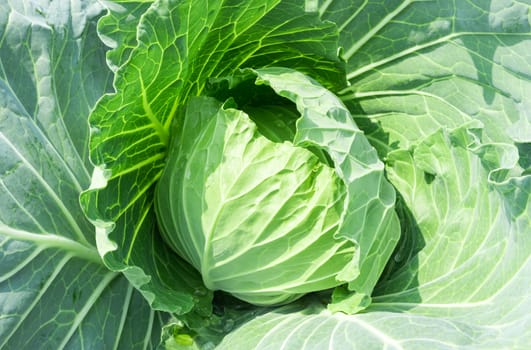 Fresh green Cabbage in the garden, selective focus