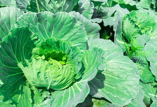 Fresh green Cabbage in the garden, selective focus