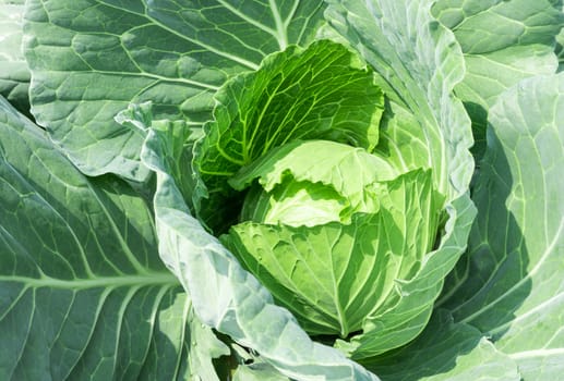 Fresh green Cabbage in the garden, selective focus