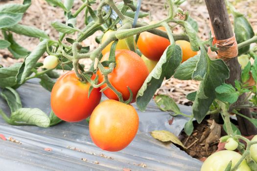 Closeup red tomatoes in the farm selective focus