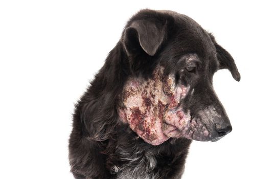 Closeup face of dog sick leprosy skin problem with white background