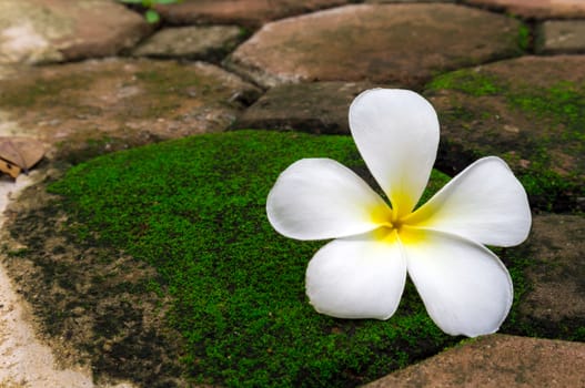 Plumeria flower on stone with green moss