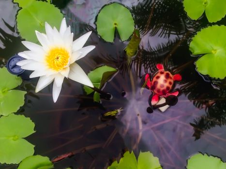 White lotus in the pool