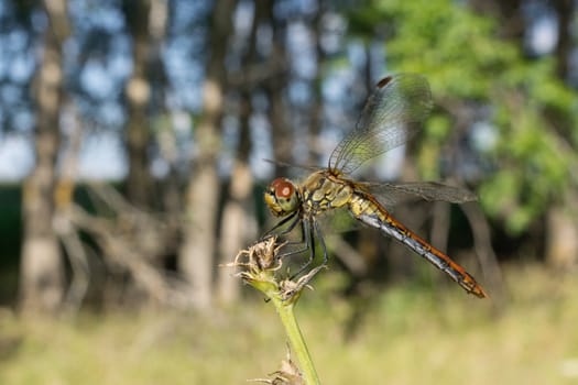 red dragonfly on green grass, village, summer, macro photography