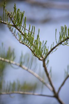 Close up of a cypress tree limb over water