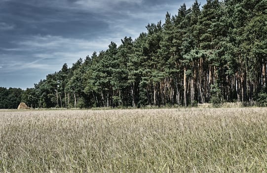 Field with grain on the edge of the forest in summer in Poland