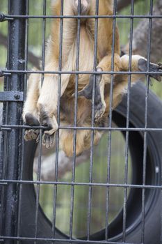 Playful female howler monkey climbing along her cage bars