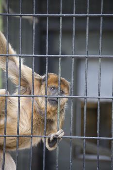 Playful female howler monkey climbing along her cage bars