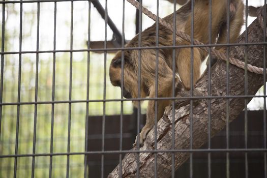 Playful female howler monkey climbing on a branch