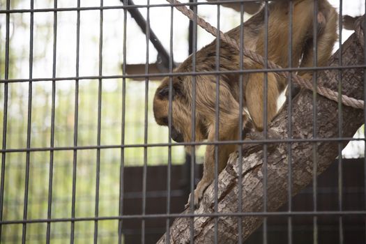 Playful female howler monkey climbing on a branch