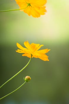 The background image of the colorful flowers, background nature