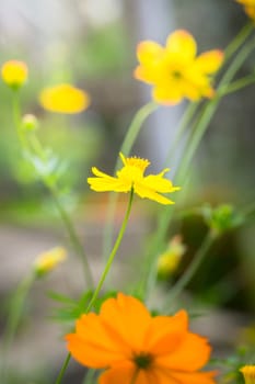 The background image of the colorful flowers, background nature