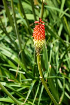 A single red hot poker flower with grass behind