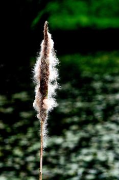 Typha latifolia also known as bulrush or cattail