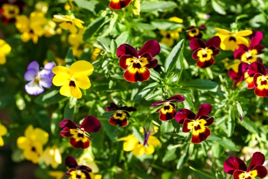 A bunch on miniature pansies in different colors