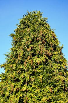 A tall conifer tree with blue sky