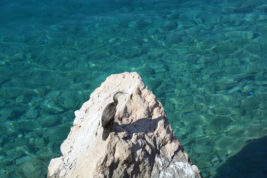 European shag resting on a rock above the sea