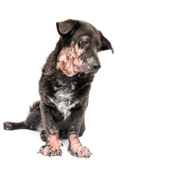 Dog sick leprosy skin problem with white background