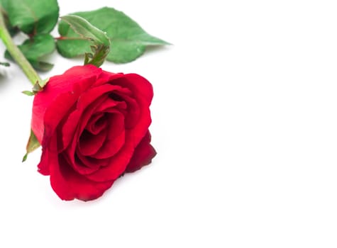 Closeup red rose color on white background, love and romantic concept, selective focus