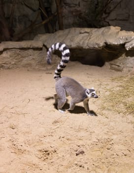 Lemur funny african animal mammal Madagascar