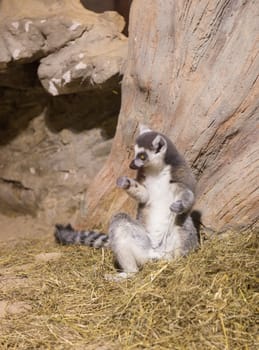 Lemur funny african animal mammal Madagascar