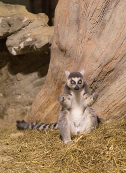 Lemur funny african animal mammal Madagascar