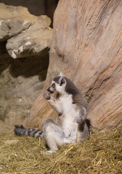 Lemur funny african animal mammal Madagascar