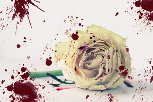 white rose in blood on white background. not isolated