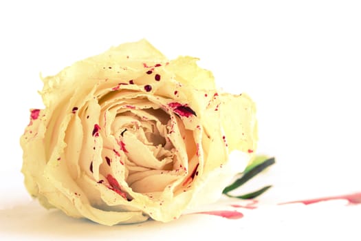 white rose in blood on white background. not isolated