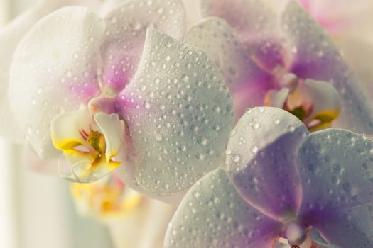 Water drops falling on white orchid flower