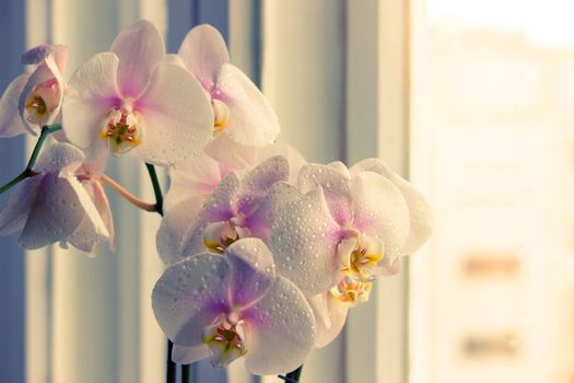 orchid flower on a window. copy space