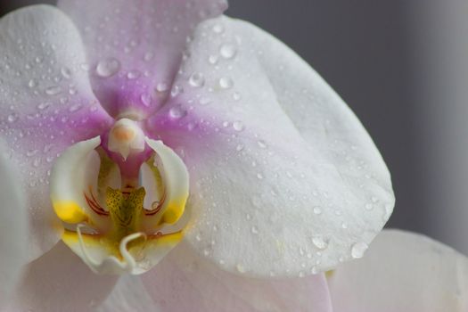 Water drops falling on white orchid flower
